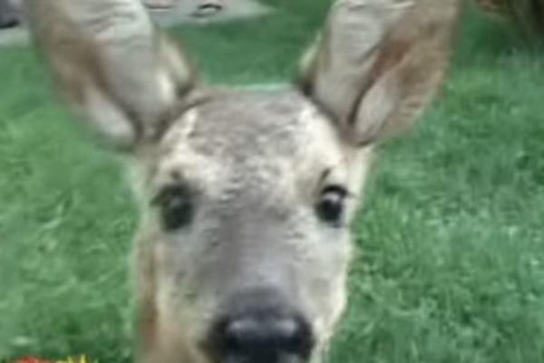 POTRESNO: Srna pronađena teško povređena, nije mogla da se kreće