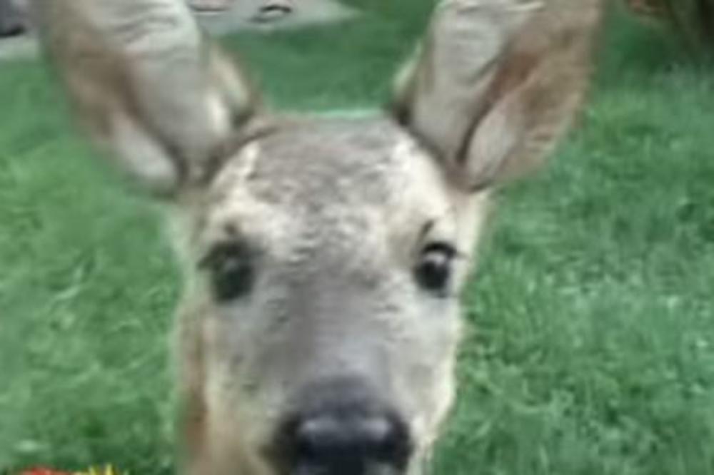 POTRESNO: Srna pronađena teško povređena, nije mogla da se kreće