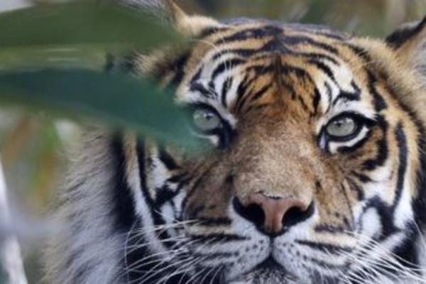 KOLIKO TIGROVA VIDITE NA SLICI? Protrljajte oči, pa se DOBRO ZAGLEDAJTE (FOTO)