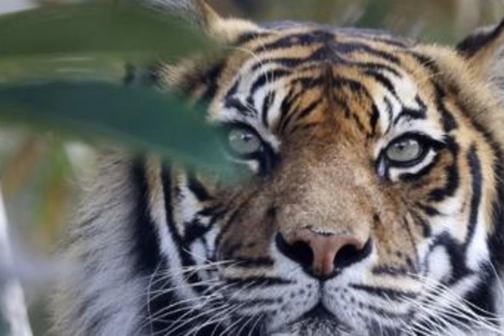 KOLIKO TIGROVA VIDITE NA SLICI? Protrljajte oči, pa se DOBRO ZAGLEDAJTE (FOTO)