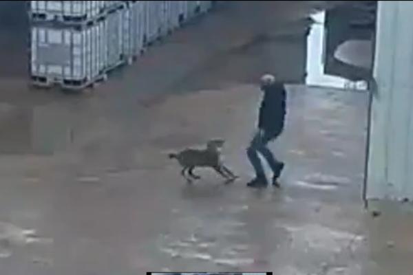 JEZIVO: ŠAKAL napao i izujedao čoveka, sve je SNIMLJENO! (VIDEO)