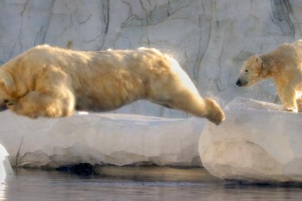 BELI MEDVED UBIO MEDVEDICU U ZOOLOŠKOM VRTU! Tragičan događaj, svemu je prethodio pokušaj PARENJA