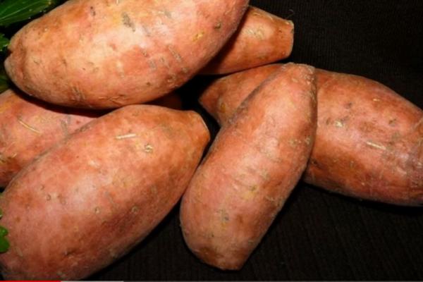 TROPSKA BILJKA KOJA OSVAJA SRBIJU: Čuveni sladak krompir donosi zaradu i do 10.000 evra po hektaru!