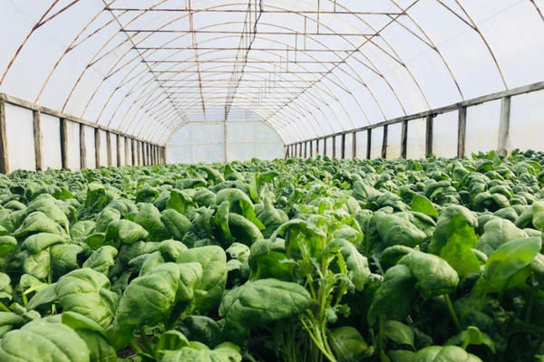 SPANAĆ IZ SELA GORNJA GOREVNICA OSVAJA TRŽIŠTE SRBIJE: Tri generacije Milojevića imaju PUNE RUKE POSLA! (FOTO)