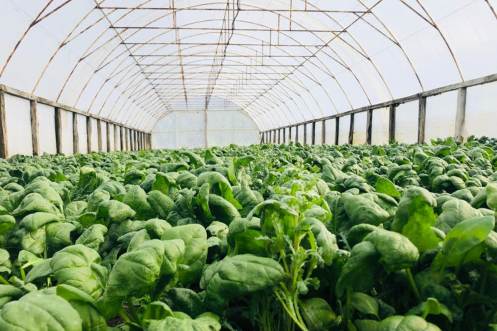 SPANAĆ IZ SELA GORNJA GOREVNICA OSVAJA TRŽIŠTE SRBIJE: Tri generacije Milojevića imaju PUNE RUKE POSLA! (FOTO)