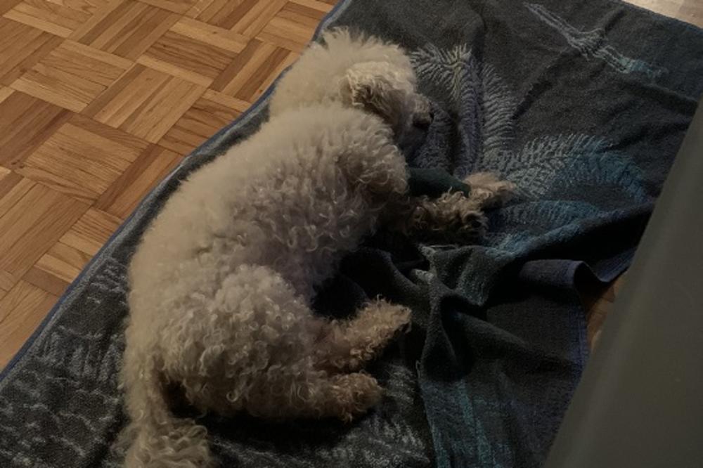 NAKON ŠTO GA JE ODVELA KOD VETERINARA VERA JE SAZNALA DA NJEN BIŠON IMA PSEĆU KORONU: Ipak, nema mesta PANICI!