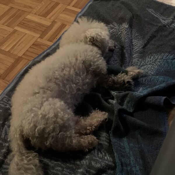 NAKON ŠTO GA JE ODVELA KOD VETERINARA VERA JE SAZNALA DA NJEN BIŠON IMA PSEĆU KORONU: Ipak, nema mesta PANICI!