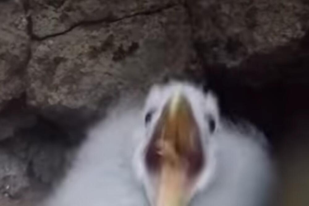 UPLAŠENA PTICA POČELA DA SE BRANI POVRAĆANJEM! Neke vrste je možda bolje ne uznemiravati! (VIDEO)