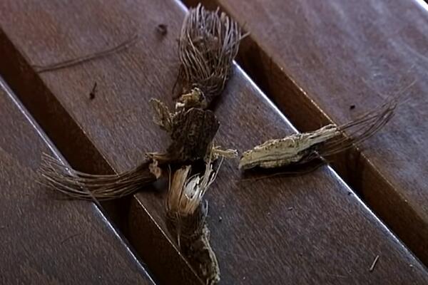 KAŽU DA IMA MAGIČNU MOĆ: Zeljasta biljka mnogima služi kao AMAJLIJA, a Srbi je vekovima koriste kao LEK!