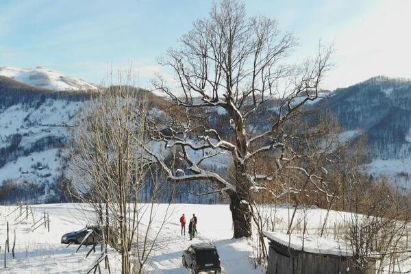 HRAST U SELU OSONICA NIKO NE SME DA DIRA: Prema legendi posadila ga je carica Milica, a meštani ga smatraju svetim!