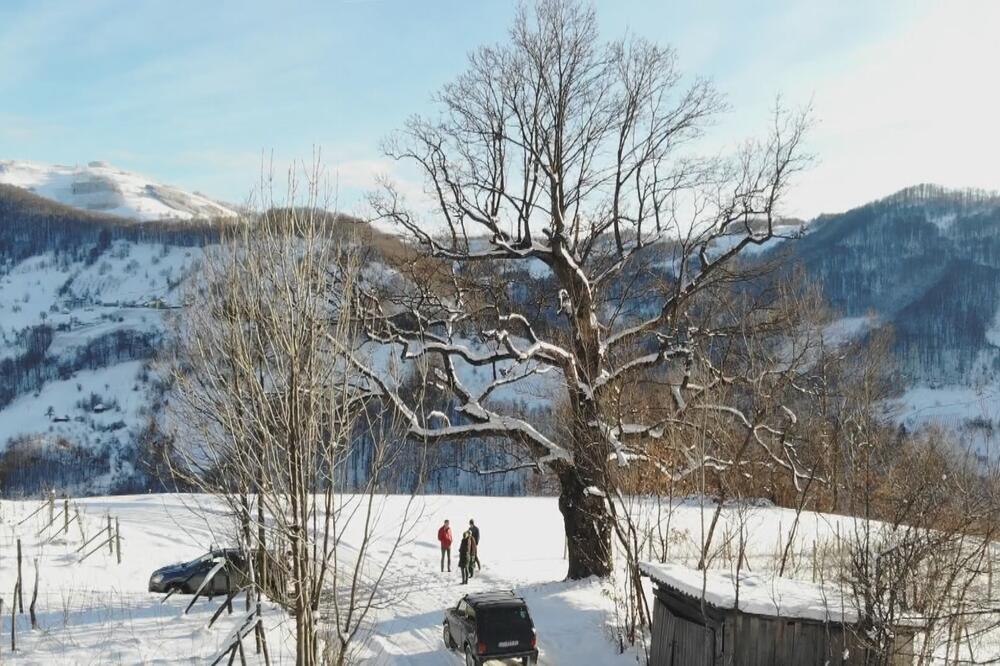 HRAST U SELU OSONICA NIKO NE SME DA DIRA: Prema legendi posadila ga je carica Milica, a meštani ga smatraju svetim!