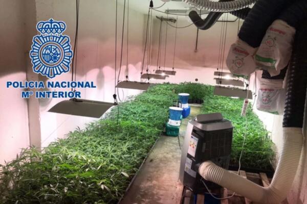 BANDU SA BALKANA UHAPSILA ŠPANSKA POLICIJA! Otkrivena laboratorija za uzgoj marihuane i falsifikovana dokumenta!