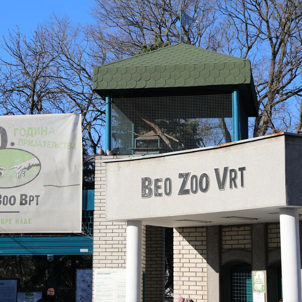 Drama u Zoološkom vrtu u Beogradu! Pobegla zebra! Nanela povrede čoveku i detetu!