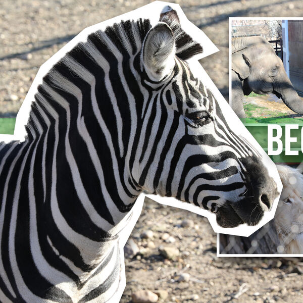 Legendarna bekstva životinja iz Zoo vrta! Pored čuvenog Samija, Beogradom su šetale i zveri: Jaguar, vuk, čak i...