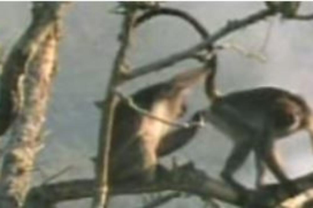 OVA ŽIVOTINJE SU OZBILJNO UGROŽENE: Klimatske promene za njih mogu biti presudne!