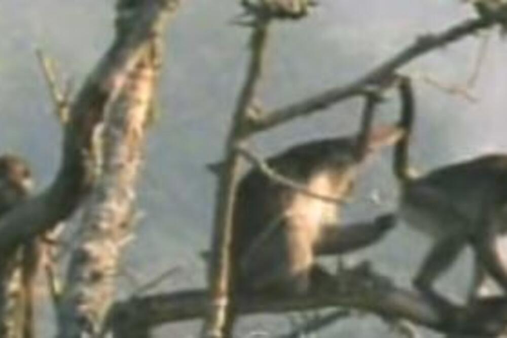 DIVLJI MAJMUNI NAPALI DEVOJČICU OD SVEGA 8 DANA: Majka otkrila kako su upali u dom (VIDEO)