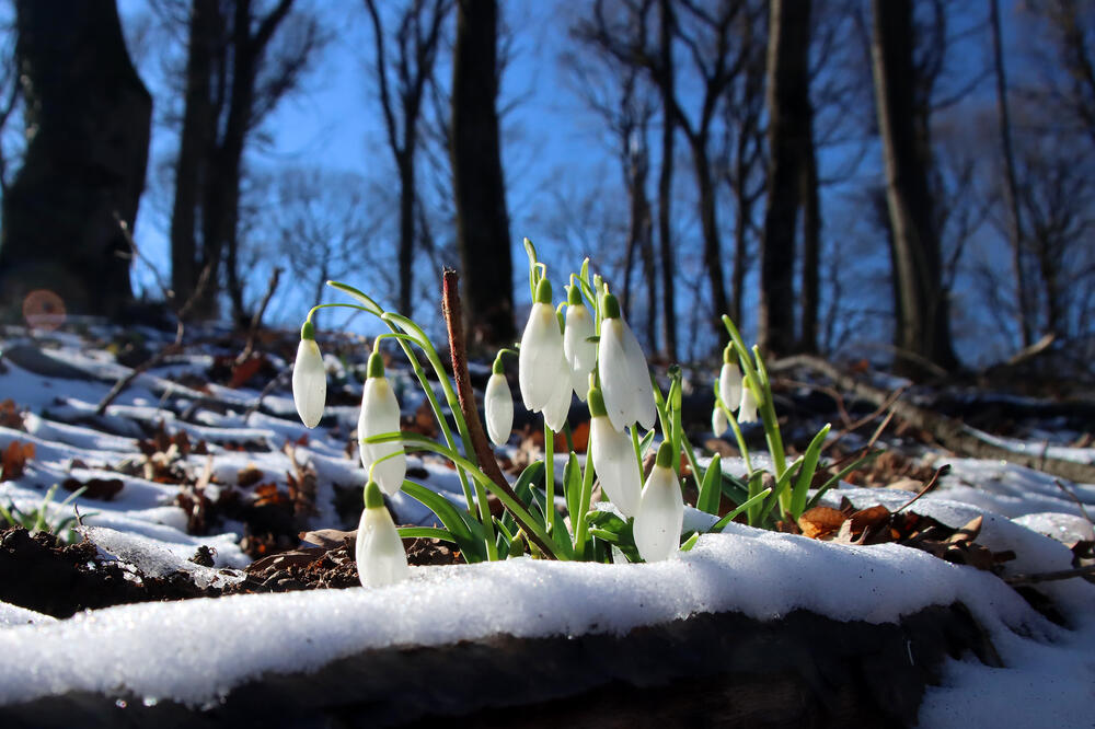 UMESTO PROLEĆNIH TEMPERATURA, STIŽU NAM LEDENI DANI! Biće i snega, izašla detaljna prognoza