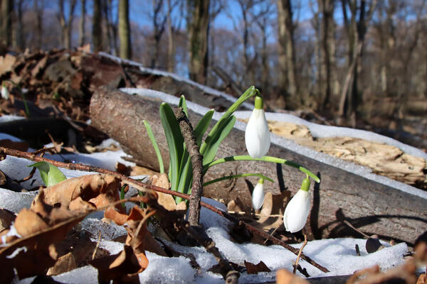 PROLEĆE KUCA NA VRATA! Čeka nas VARLJIVO vreme u martu - poznato I KADA će zima zadati POSLEDNJI UDARAC