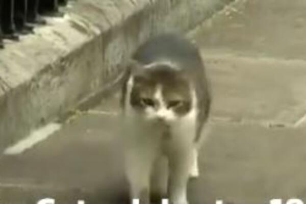 MAČAK LARI JE VELIKA FACA: Promenio je već tri "stanara" Dauning strita (VIDEO)