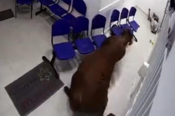 KRAVA UPALA U BOLNICU I NAPALA ŽENU! Dramatične scene snimljene bezbednosnom kamerom (VIDEO)