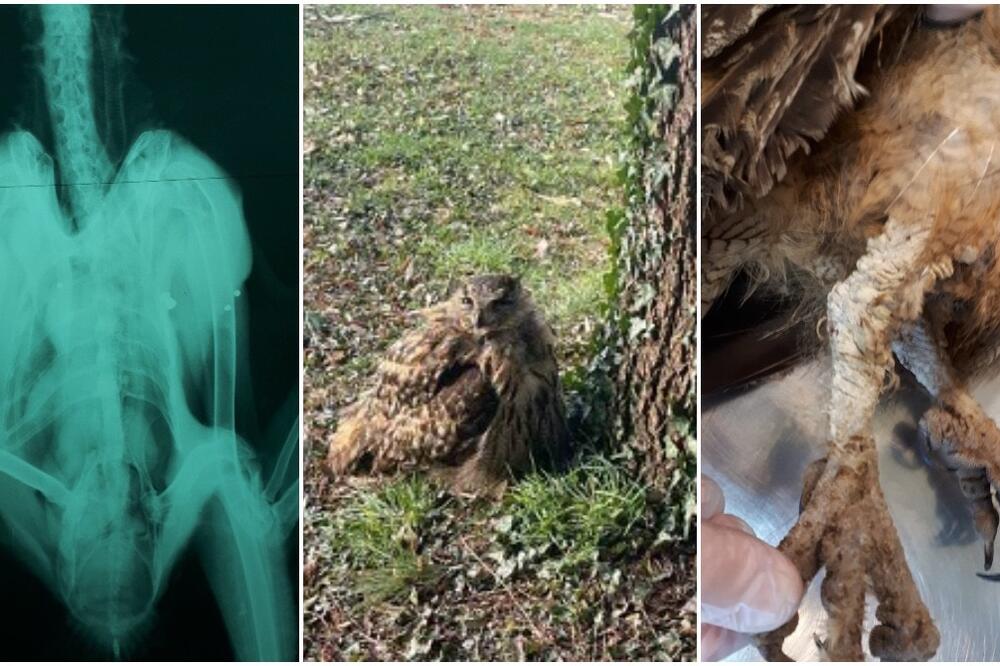 IMALA JE TEŠKE POSLEDICE, A ZATIM I KOBAN KRAJ: Lovci su surovo upucali SOVU UŠARU! (FOTO)