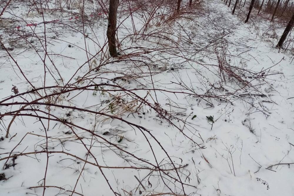 MALINARI IZ TOPOLE STRAHUJU: Prošle godine stradalo oko 50 odsto zasada, MRAZ JE OZBILJNA PRETNJA