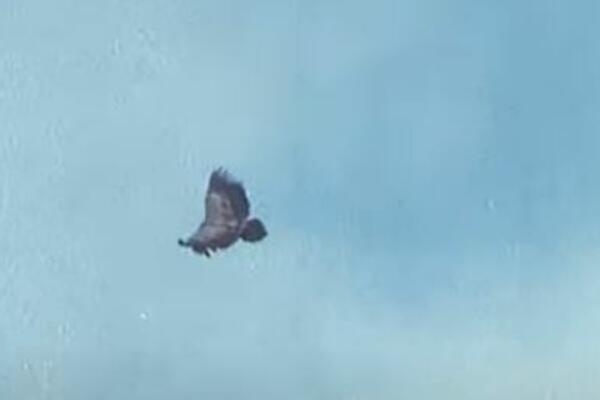 HITNA AKCIJA: Rendžeri kreću sa motornim sankama u nepristupačne delove Peštera po Vasiliju, ženku beloglavog supa