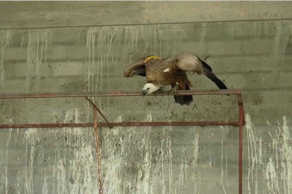 RENDŽERI KREĆU PO ŽENKU BELOGLAVOG SUPA KOJA JE U ZAVIJENOM PEŠTERU: Vasilija nije jela PREKO 20 DANA!