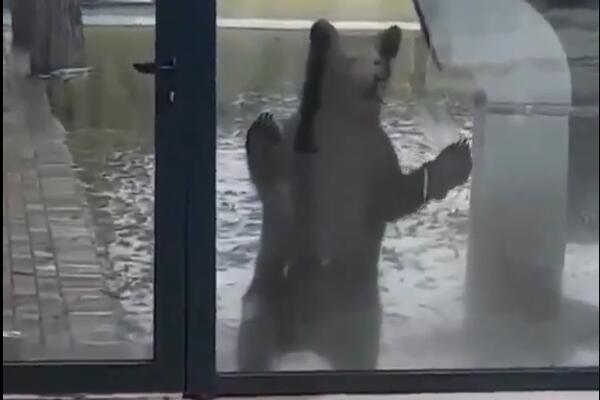 VIĐEN U BERANAMA KAKO ŠETA PORED LIMA: Građani zapazili DVA mladunčeta medveda!