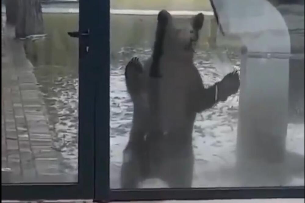 VIĐEN U BERANAMA KAKO ŠETA PORED LIMA: Građani zapazili DVA mladunčeta medveda!