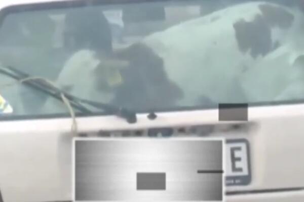 TELE PROVOZANO GLAVNOM ULICOM U UŽICU: Neverovatna scena na zadnjem sedištu automobila (VIDEO)