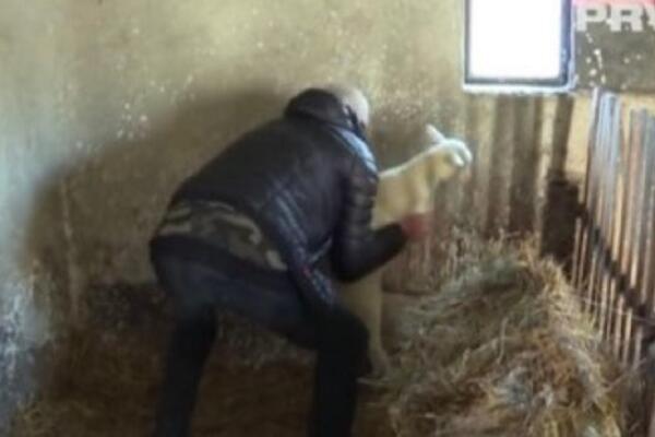 RASKRČIO DVORIŠTE U MELJAKU I SAD PRODAJE DRVA! Umesto publike ga čekaju sekire i ogrev - SINU PREPUSTIO BIZNIS