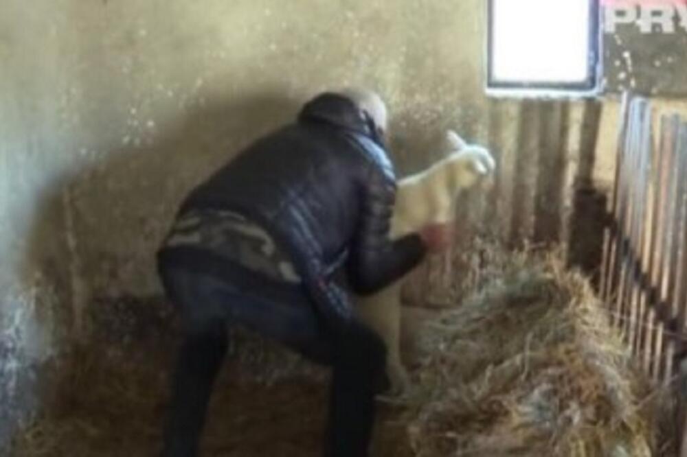 RASKRČIO DVORIŠTE U MELJAKU ISAD PRODAJE DRVA! Umesto publike ga čekaju sekire i ogrev - SINU PREPUSTIO BIZNIS