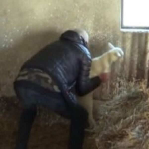 RASKRČIO DVORIŠTE U MELJAKU I SAD PRODAJE DRVA! Umesto publike ga čekaju sekire i ogrev - SINU PREPUSTIO BIZNIS