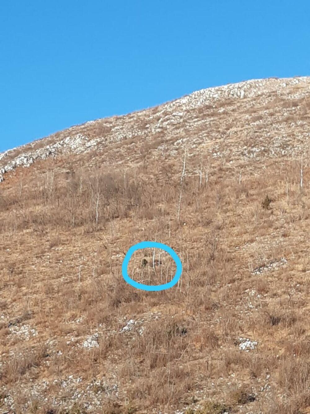 Beloglavi sup Vasilija