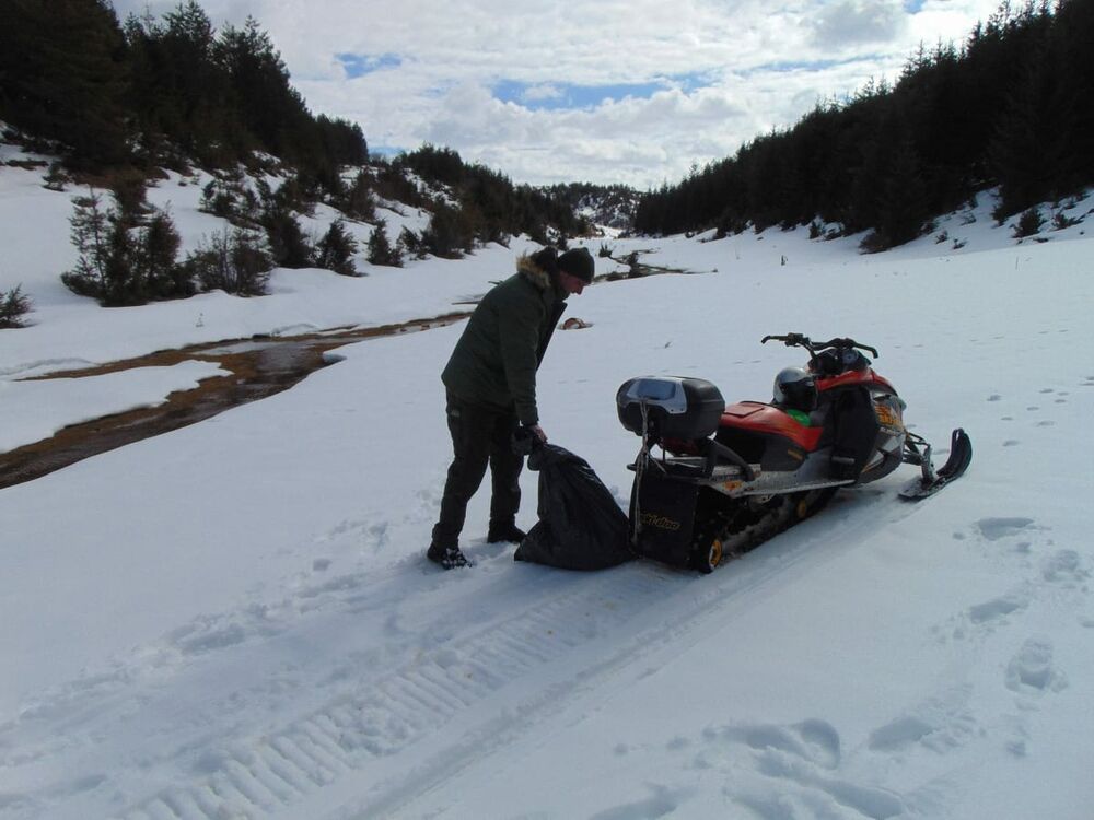 Beloglavi sup Vasilija