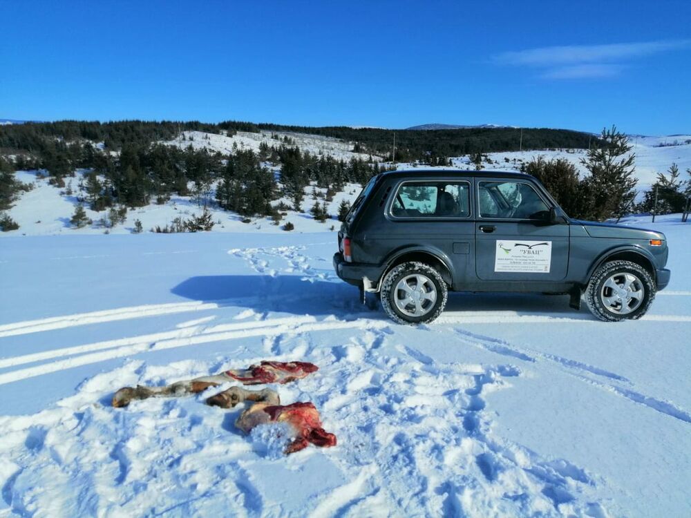 Beloglavi sup Vasilija