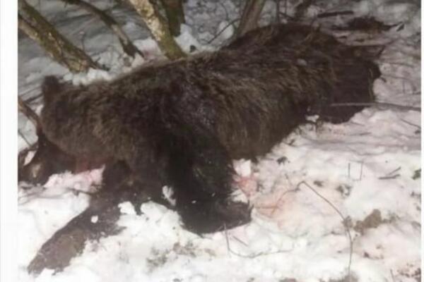 MEČKA SVIREPO UBIJENA, IMALA JE MLADUNCE: Beranci pokrenuli peticiju protiv ubica mečke! (FOTO)