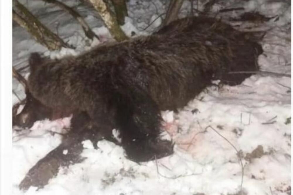 MEČKA SVIREPO UBIJENA, IMALA JE MLADUNCE: Beranci pokrenuli peticiju protiv ubica mečke! (FOTO)