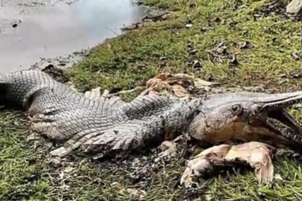 OTKRIVENO BIZARNO BIĆE U SINGAPURU: Ljudi zaprepašćeni bićem iz HOROR FILMOVA (VIDEO)