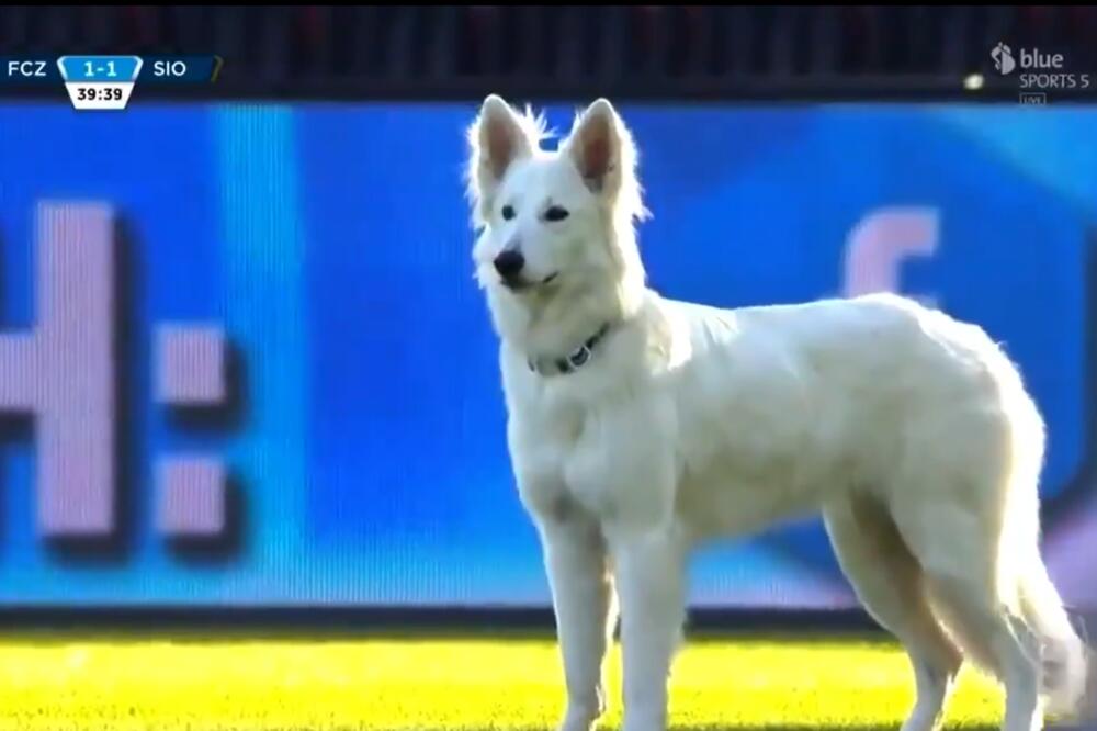 DA LI JE OVO LUDOST ILI STVARNO RADI? Ostende nabavio pse da pronađu zaražene Koronavirusom pri ulasku na stadion!