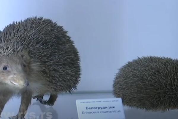 ŠTA STOJI IZA SAOPŠTENJA ZAPOSLENIH DA ĆE PRIRODNJAČKI MUZEJ IZGUBITI STATUS KULTURNE USTANOVE?