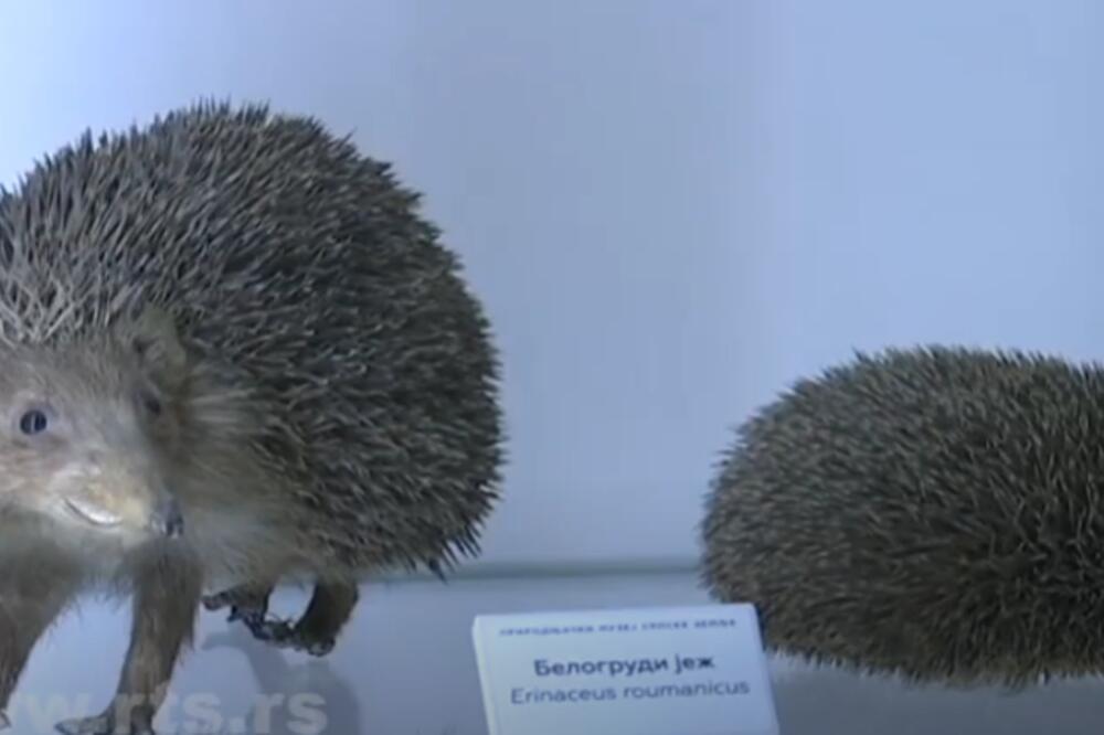 ŠTA STOJI IZA SAOPŠTENJA ZAPOSLENIH DA ĆE PRIRODNJAČKI MUZEJ IZGUBITI STATUS KULTURNE USTANOVE?