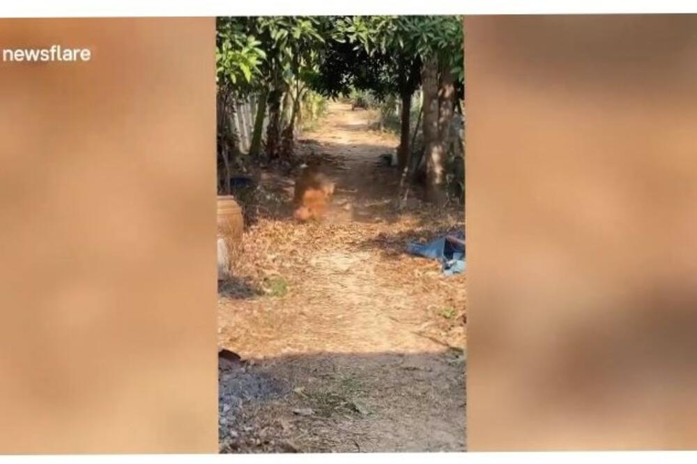 DŽINOVSKI GUŠTER JE USKOČIO U DVORIŠTE, A ONDA SU GA NAPALI PSI ČUVARI: Snimljen neverovatan okršaj! (VIDEO)