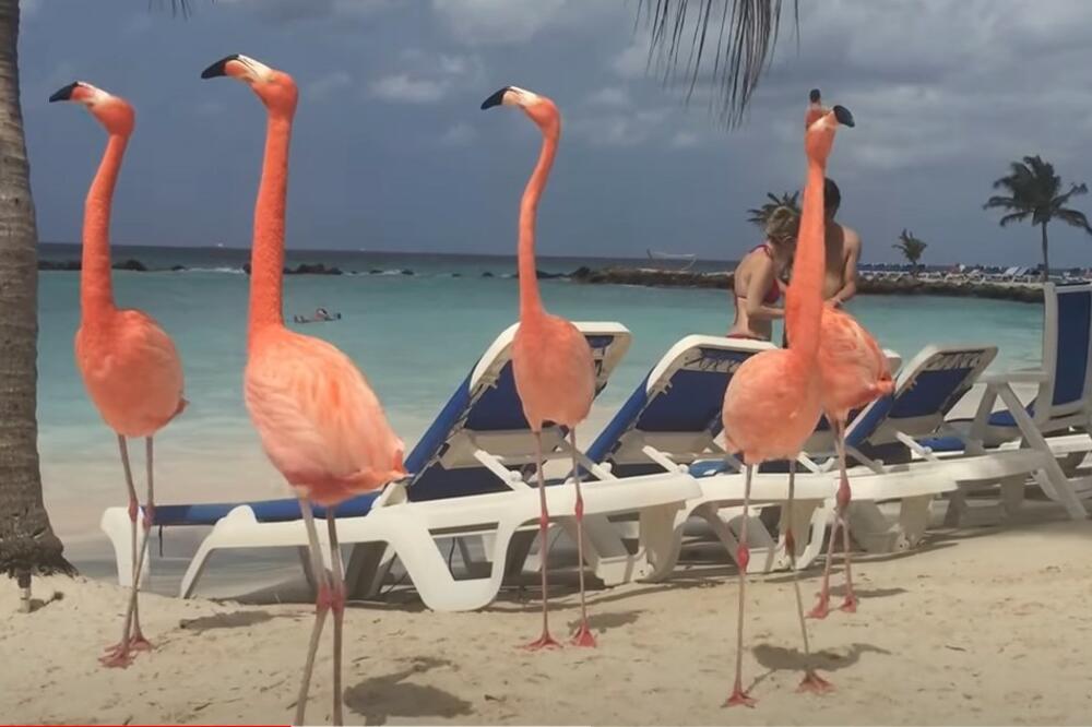 TEST OPŠTEG ZNANJA KOJEG SE SVI PLAŠE: Sastoji se od samo pet pitanja i ako znate SVE ODGOVORE, SVAKA ČAST