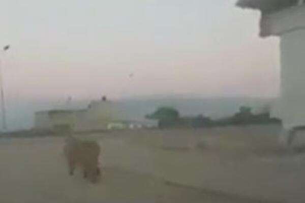 NEVEROVATNI SNIMCI, ZAPREPASTIĆETE SE: Lav šetao ulicama libijskog grada! (VIDEO)