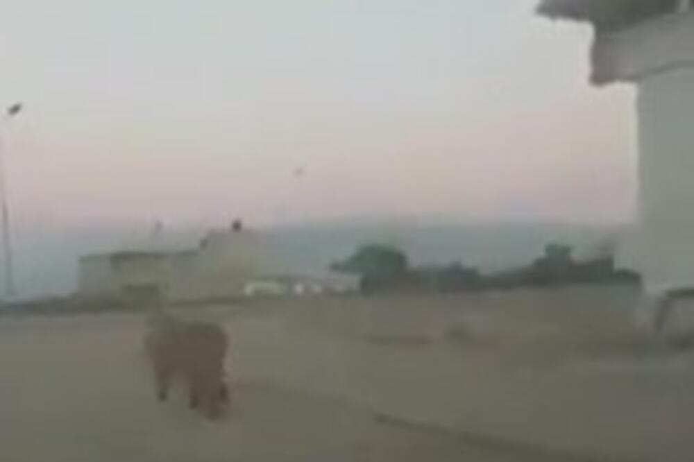 NEVEROVATNI SNIMCI, ZAPREPASTIĆETE SE: Lav šetao ulicama libijskog grada! (VIDEO)