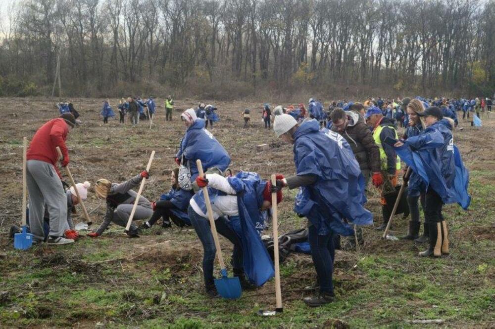 U NAJVEĆOJ AKCIJI SADNJE „ZASADI DRVO“ DO SADA POSAĐENO 140.000 SADNICA I PRIKUPLJENO 1,5 TONA SEMENA