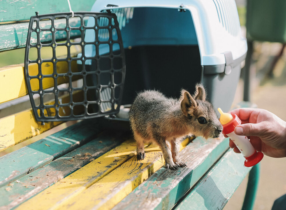 Zoo vrt, zološki vrt