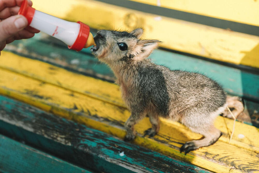 Zoo vrt, zološki vrt